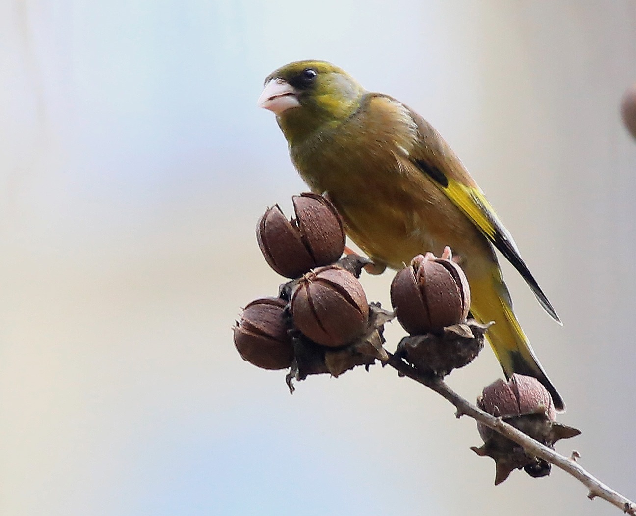 Grey-capped Greenfinch 18a.jpg
