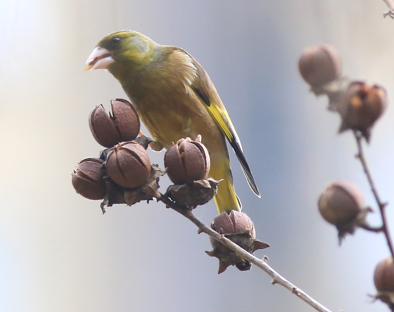 Grey-capped Greenfinch 25a.jpg