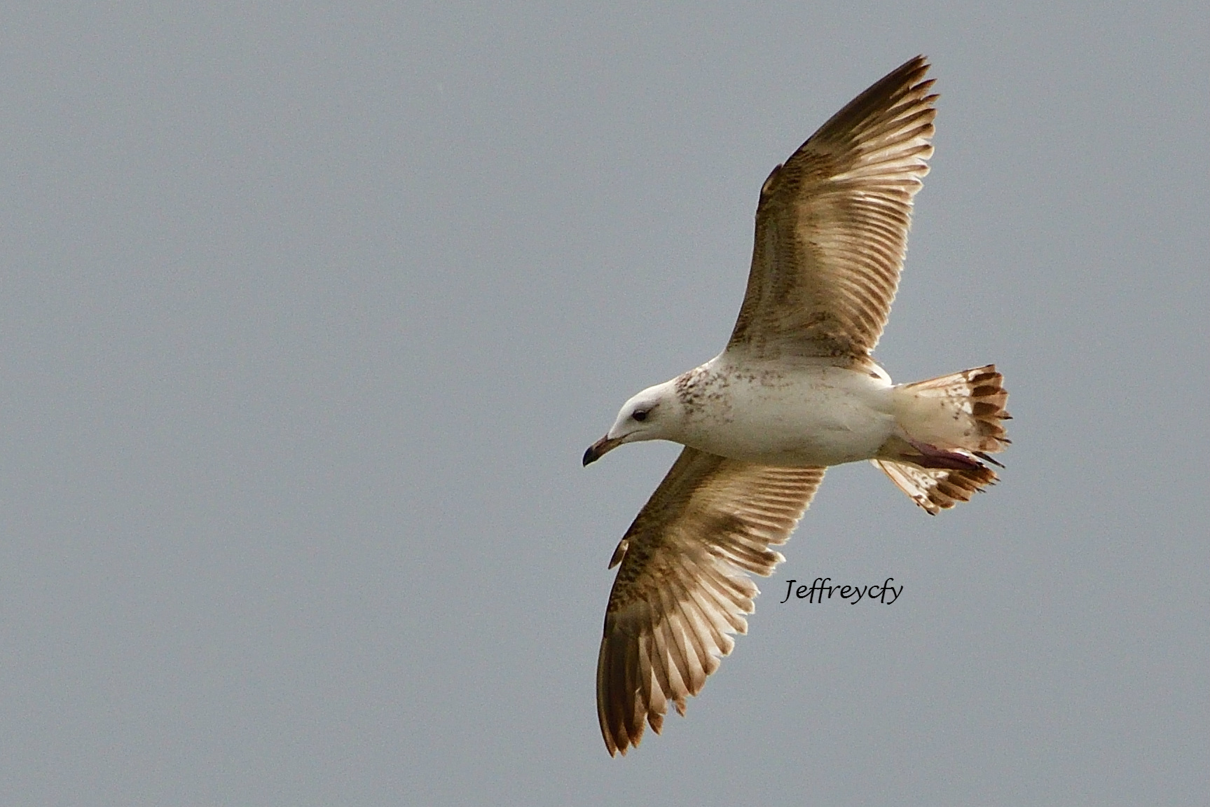 Gull 20170317 MP DSC_2261 Share.jpg