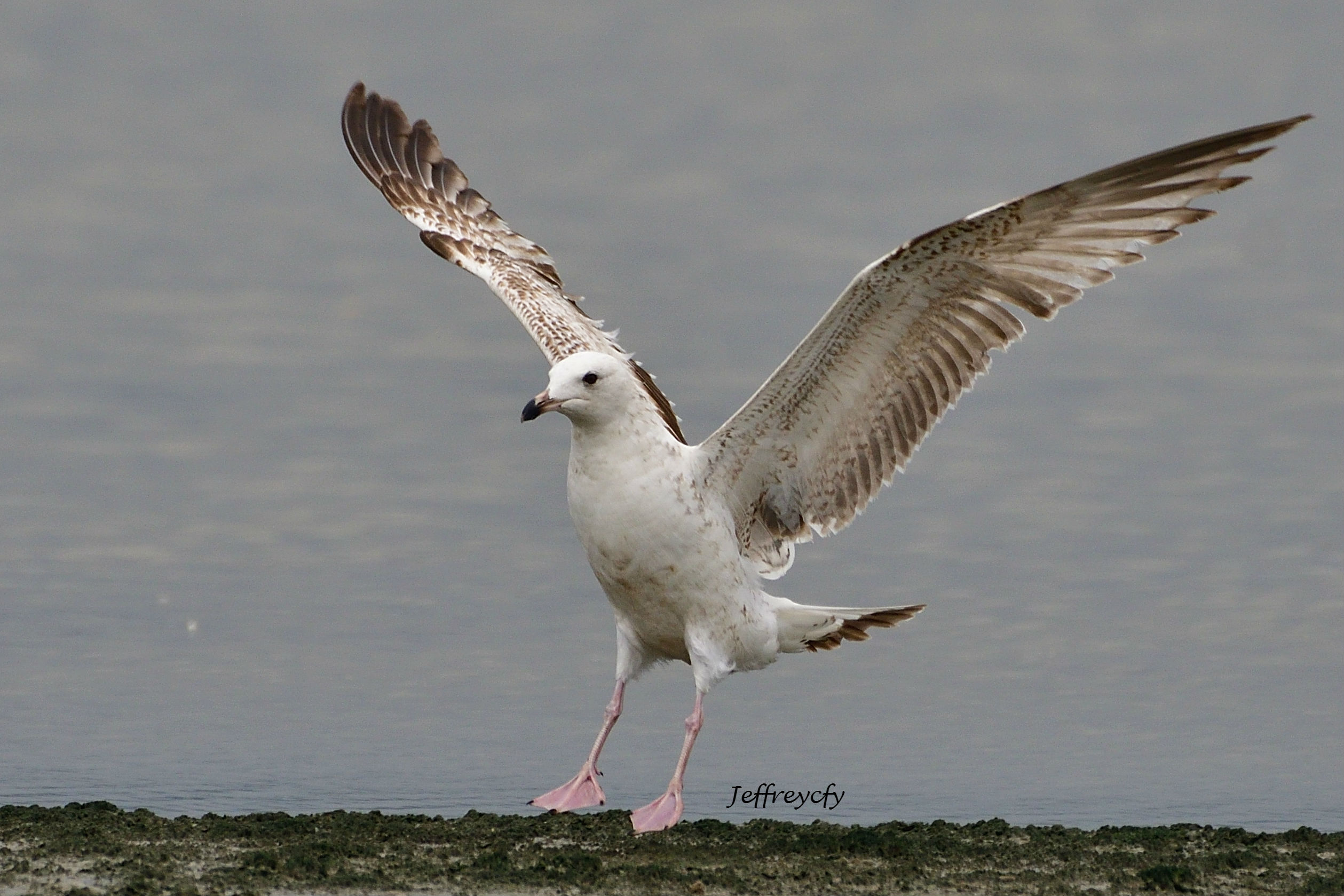 Gull 20170317 MP DSC_2563 Share.jpg