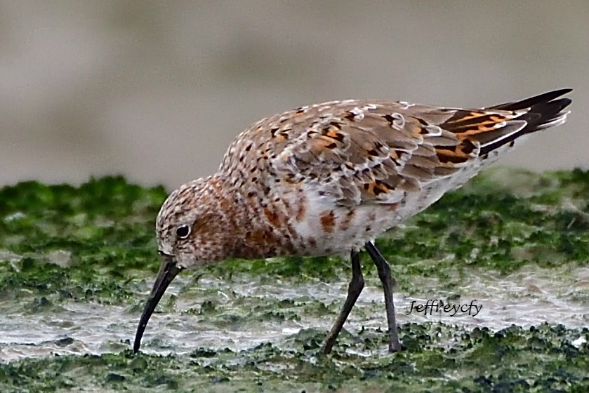 Dunlin？ 20170317 MP DSC_1287 Share.jpg