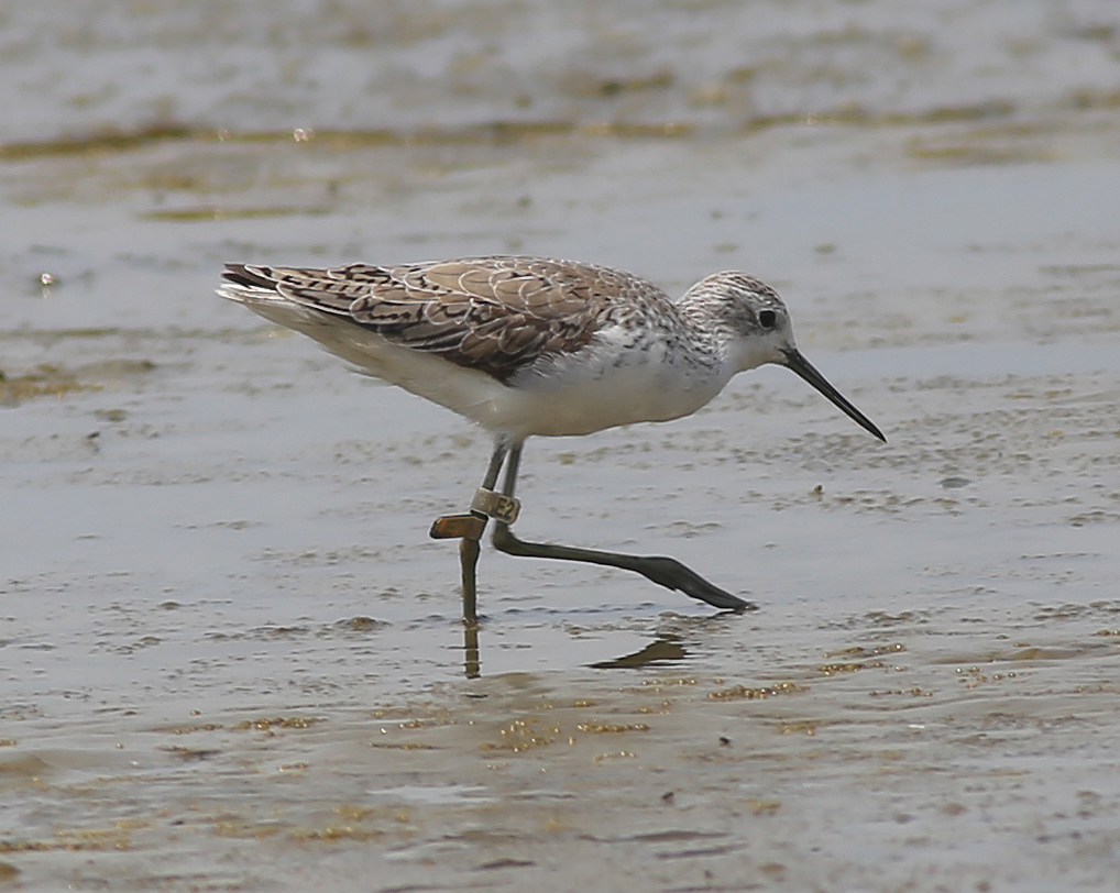 Common Greenshank (E2) 2.JPG