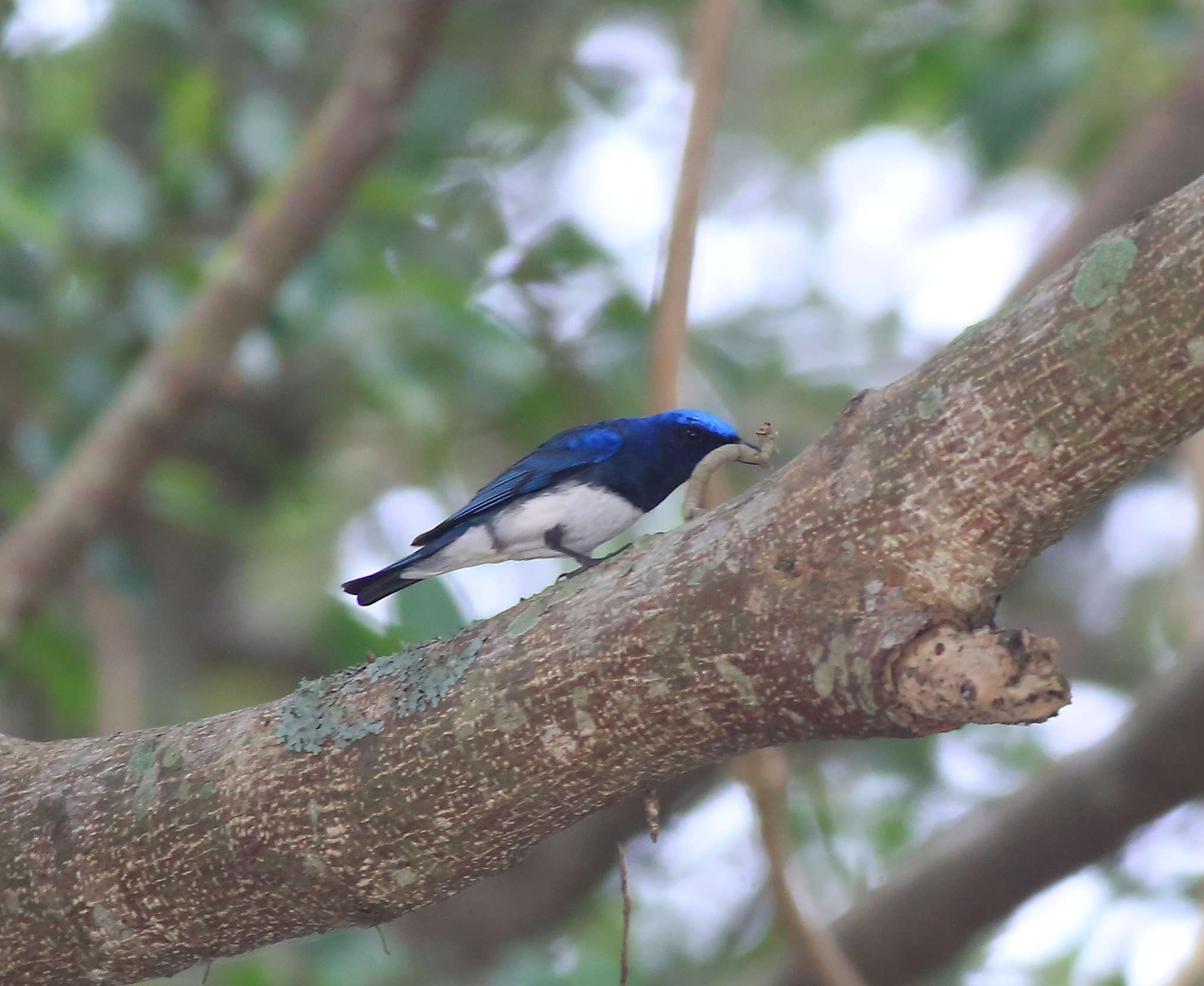 Blue-and-White Flycatcher (m) 4a.jpg