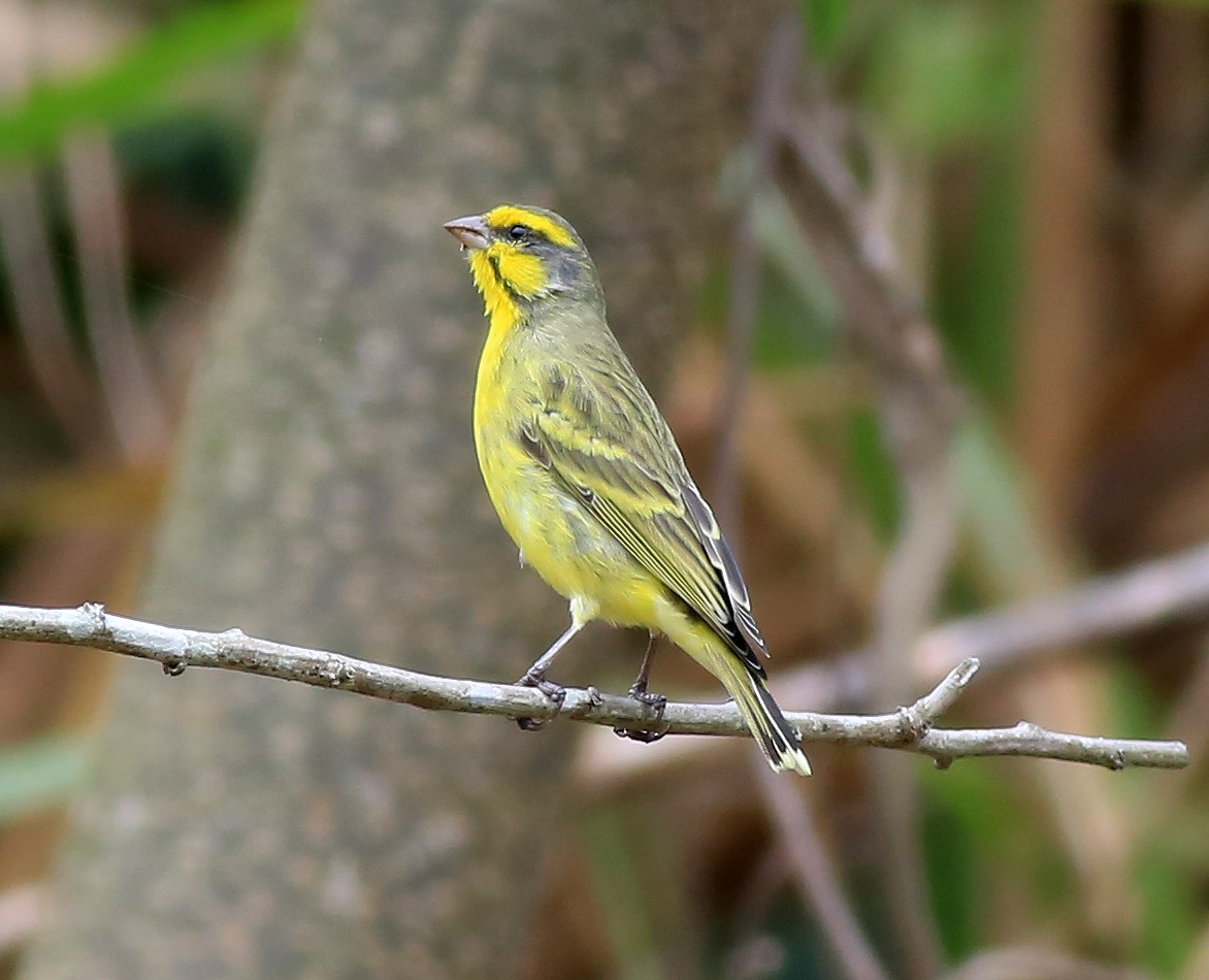 Yellow-fronted Canary 6a.jpg