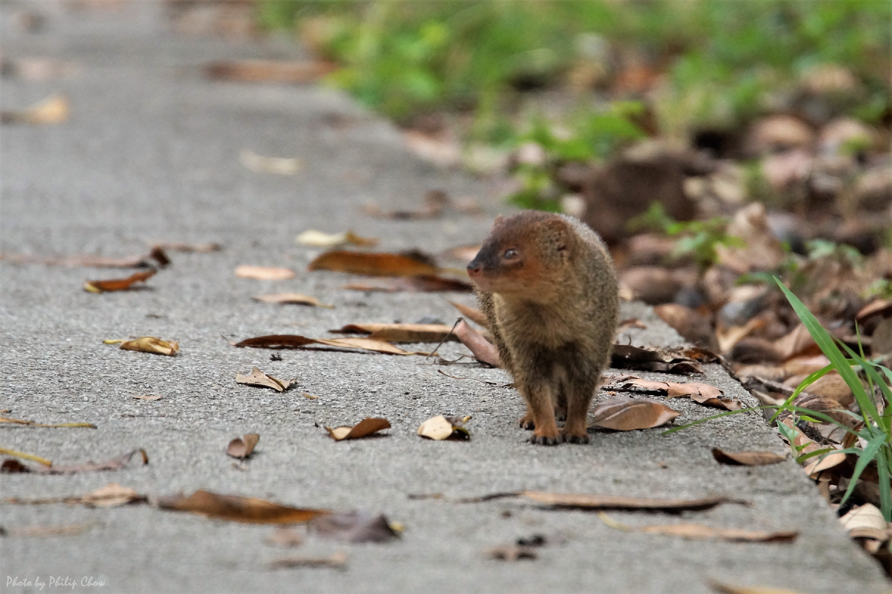 紅頰獴_Small Asian Mongoose  DSC07190rs.JPG