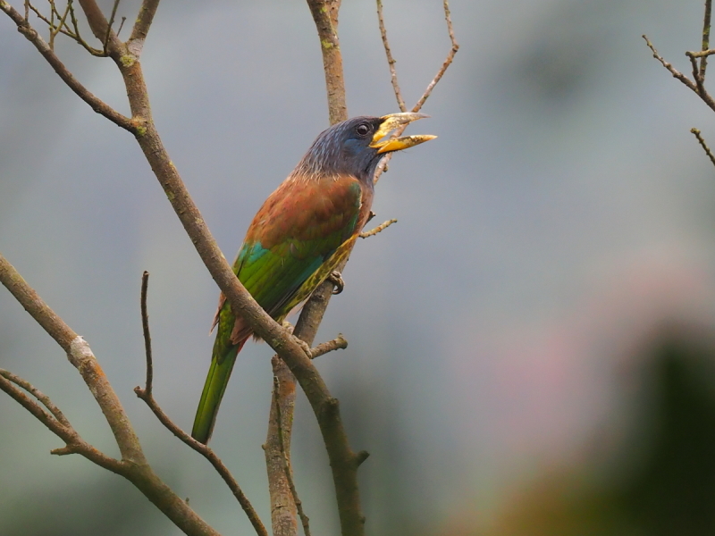 GreatBarbet1.jpg