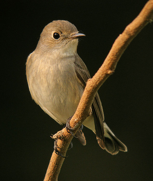 red-throated flycatcher nb Om7070wzP1300558.jpg