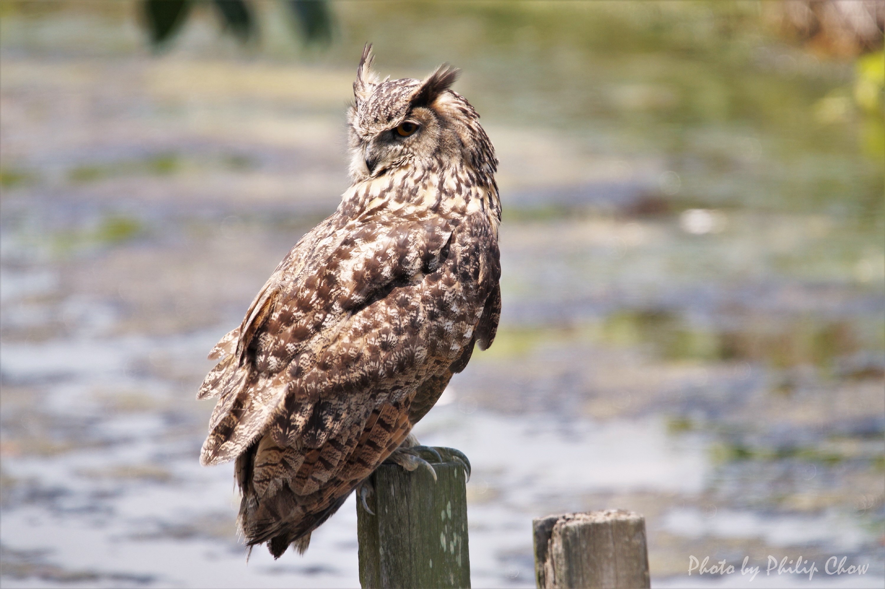 雕鴞Eurasian Eagle Owl DSC07675r2s.JPG