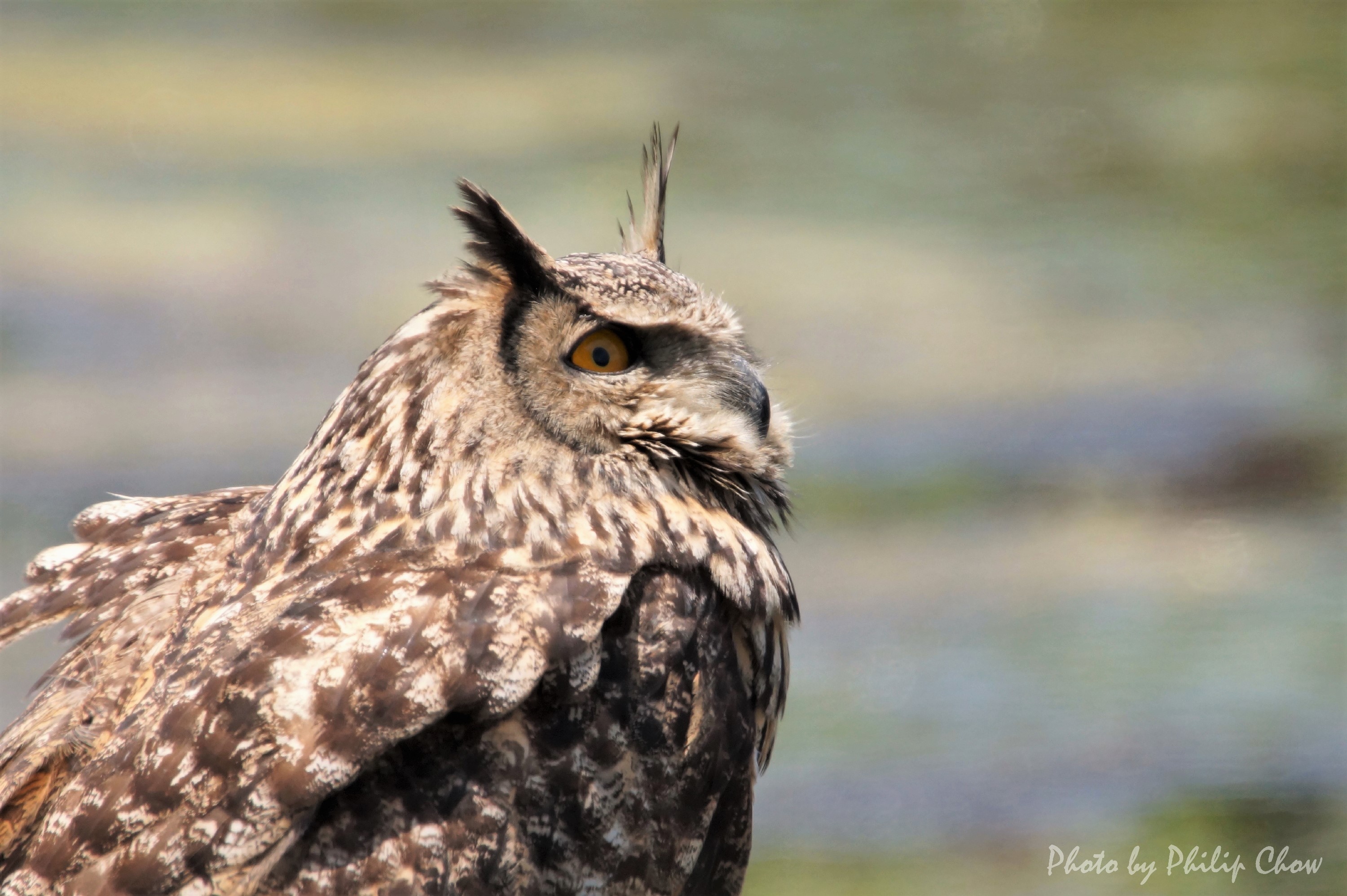 雕鴞Eurasian Eagle Owl DSC07714rs.JPG