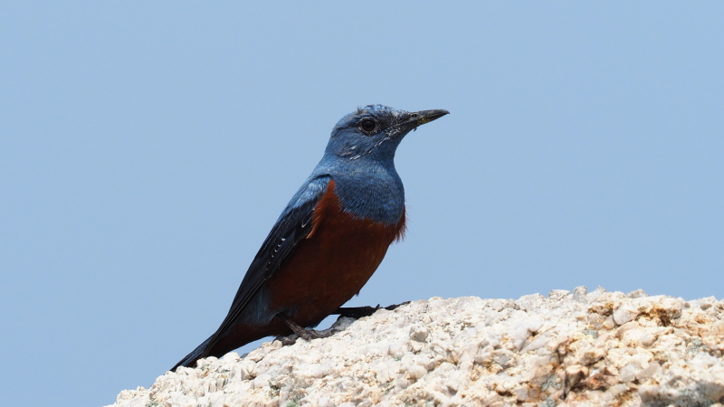 BlueRockThrush.jpg