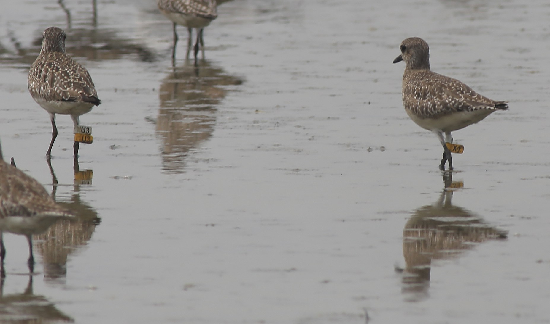 Grey Plover U3 & X1 a.jpg