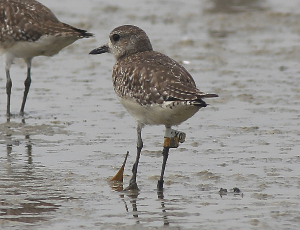 Grey Plover X0 (2).JPG