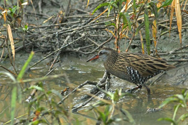 WaterRail_LongValley_3Feb09_SYH (Medium).jpg