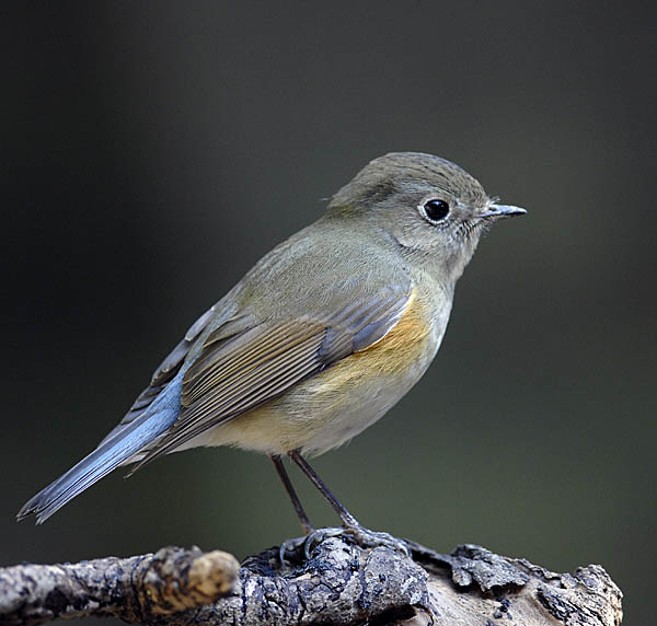 red flanked bluetail.fem_DSC0246.jpg