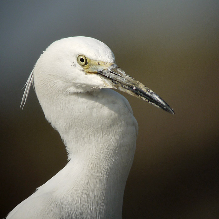 little egret G1 iso200 17mm_1040103.jpg