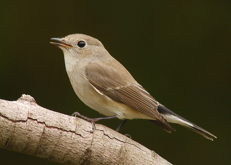 red throated flycatcher G1 iso400 18mm P1000072.jpg