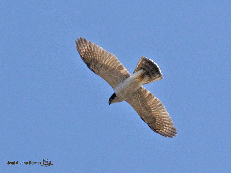 Northern_Goshawk_Mengbis-01.jpg