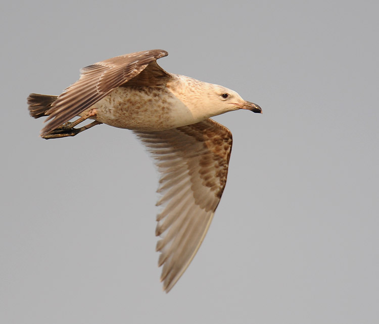 glaucous gull flight DSC_8917.jpg
