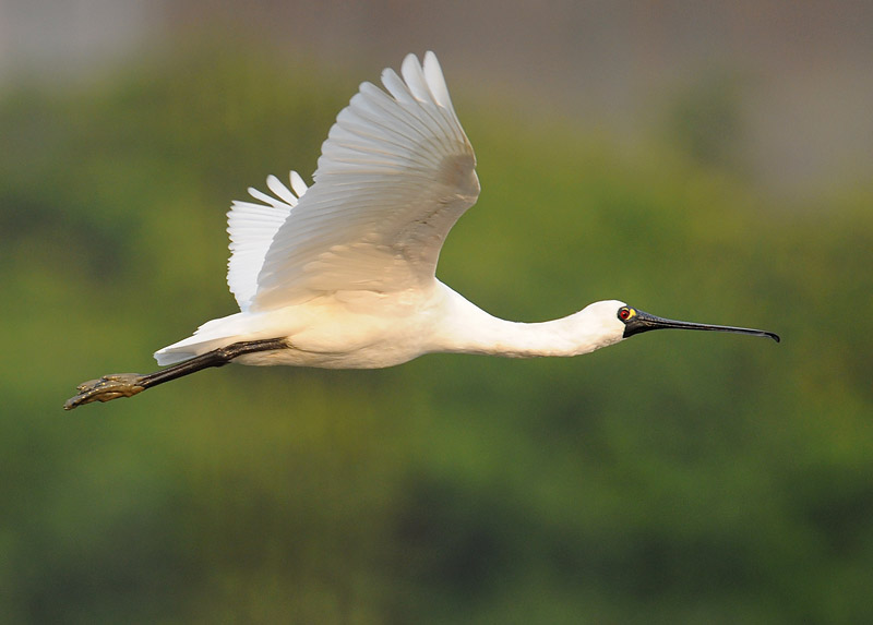 bf spoonbill flight  DSC_8634.jpg