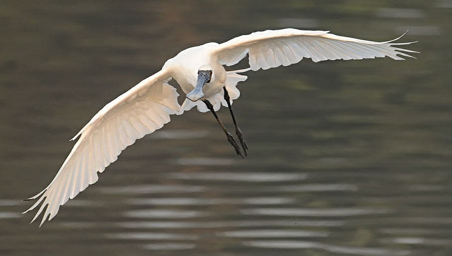 bf spoonbill land DSC_8308.jpg