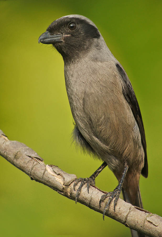 long tailed shrike G1 iso200 14mm crop adj_1070695.jpg