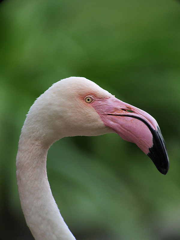 flamingo captive G1 iso400 18mm_1080311.jpg