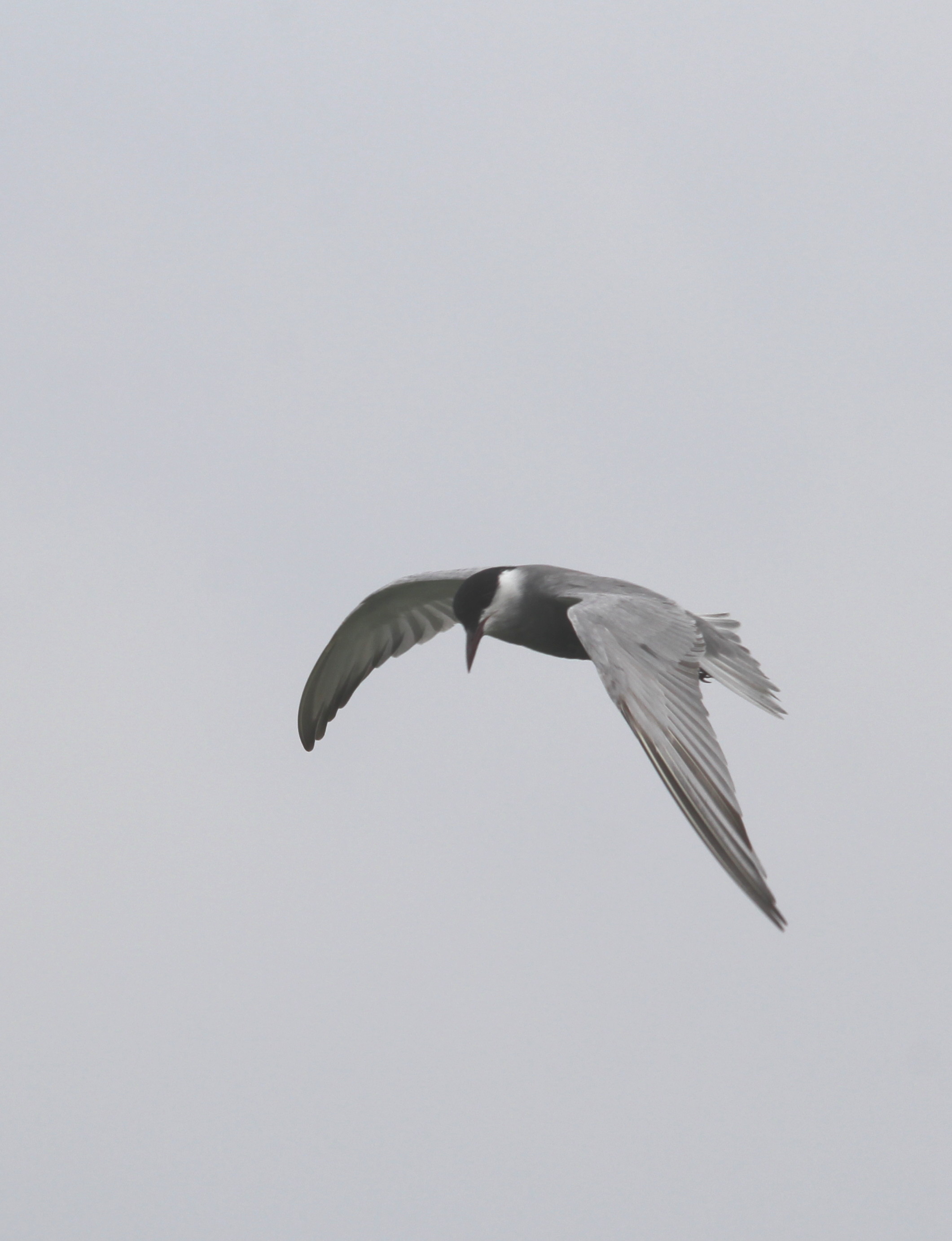 Whiskered Tern.jpg