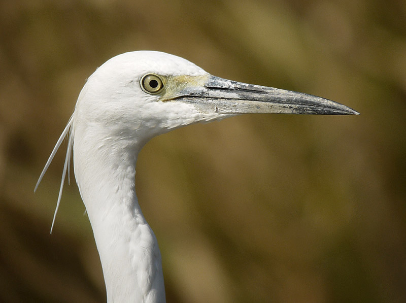 little egret G1 iso100 19mm_1040238.jpg