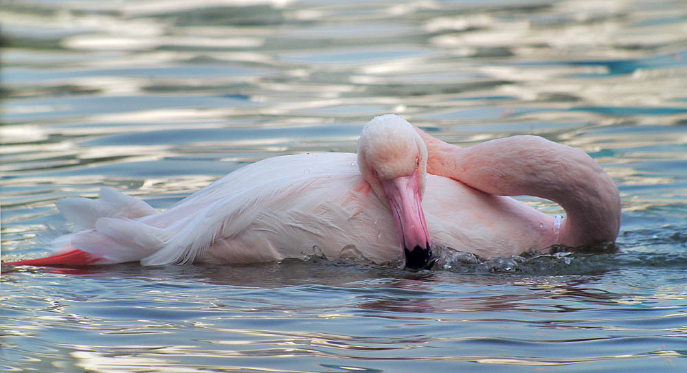 flamingo G1 iso400 28mm_1080802.jpg