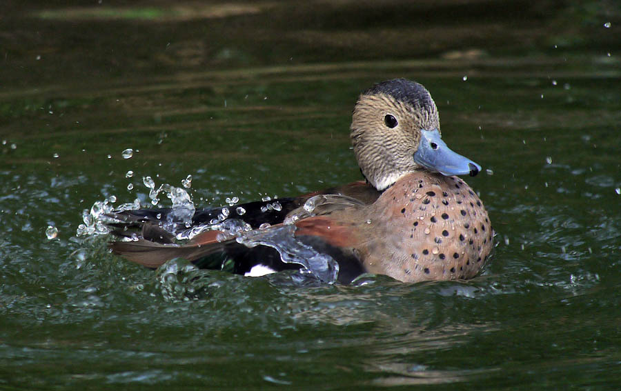 duck G1 iso200 14mm_1080189.jpg