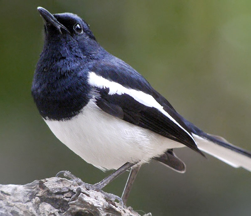 magpie robin male G1 iso1600 14mm swzoom60x nware_1060697 .jpg