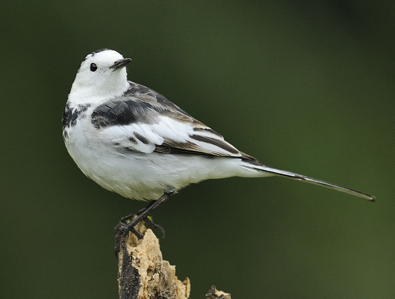 white wagtail DSC_4527.jpg