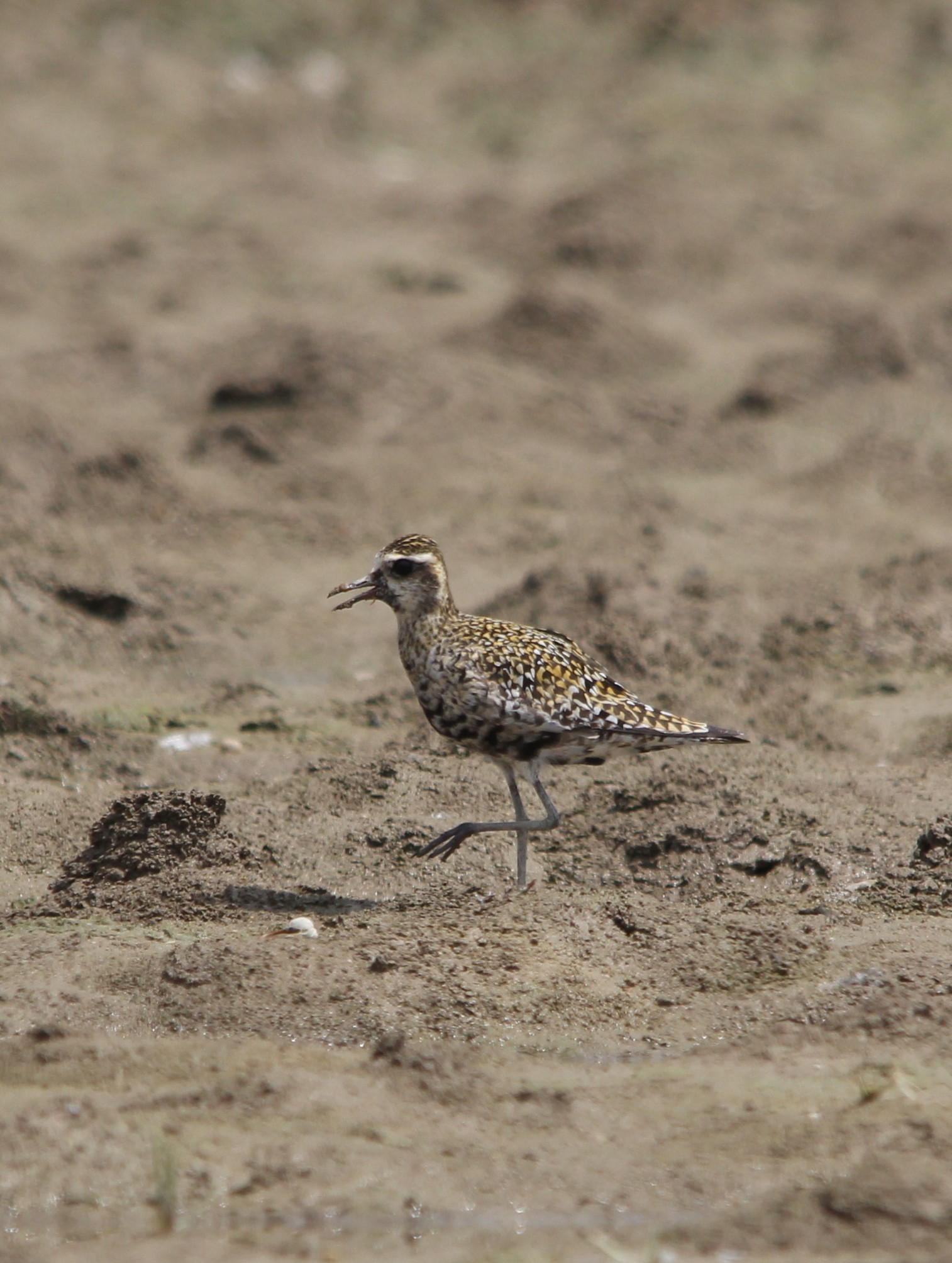 Pacific Golden Plover2.jpg