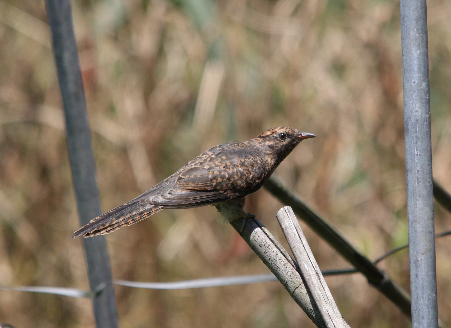 Plaintive Cuckoo [Juv Resized].jpg