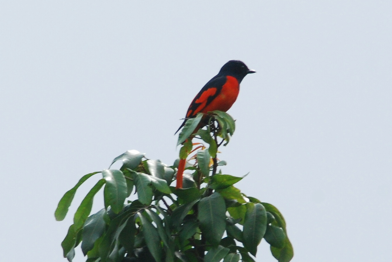 Scarlet Minivet.JPG