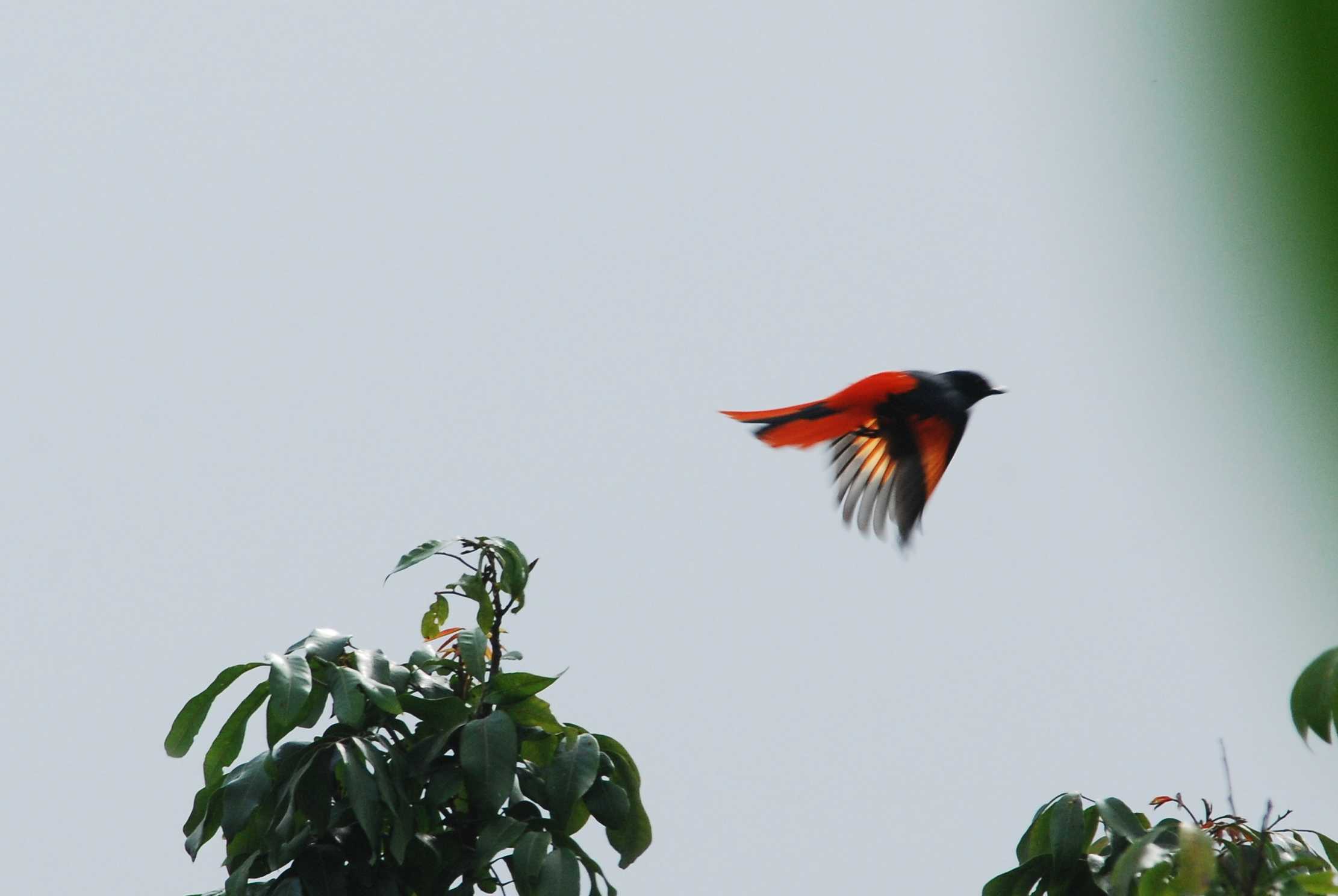 Scarlet Minivet_.jpg