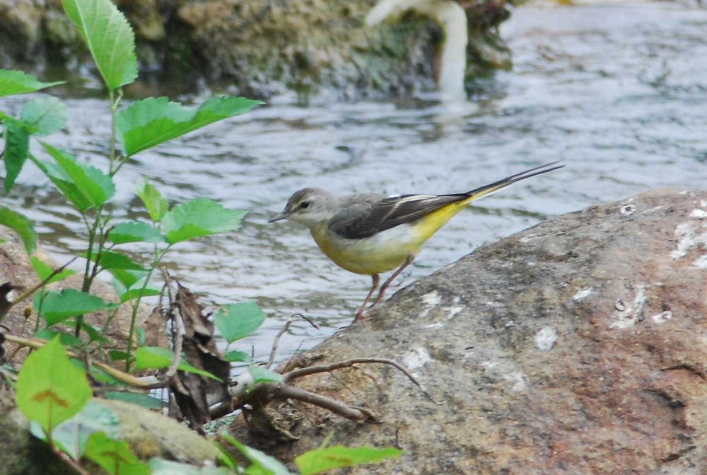 Grey Wagtail.jpg