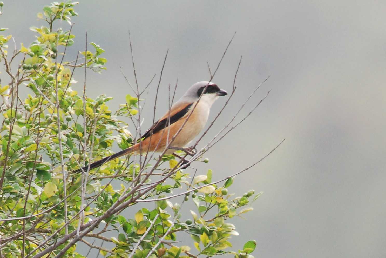 Long-Tailed Shrike_.jpg