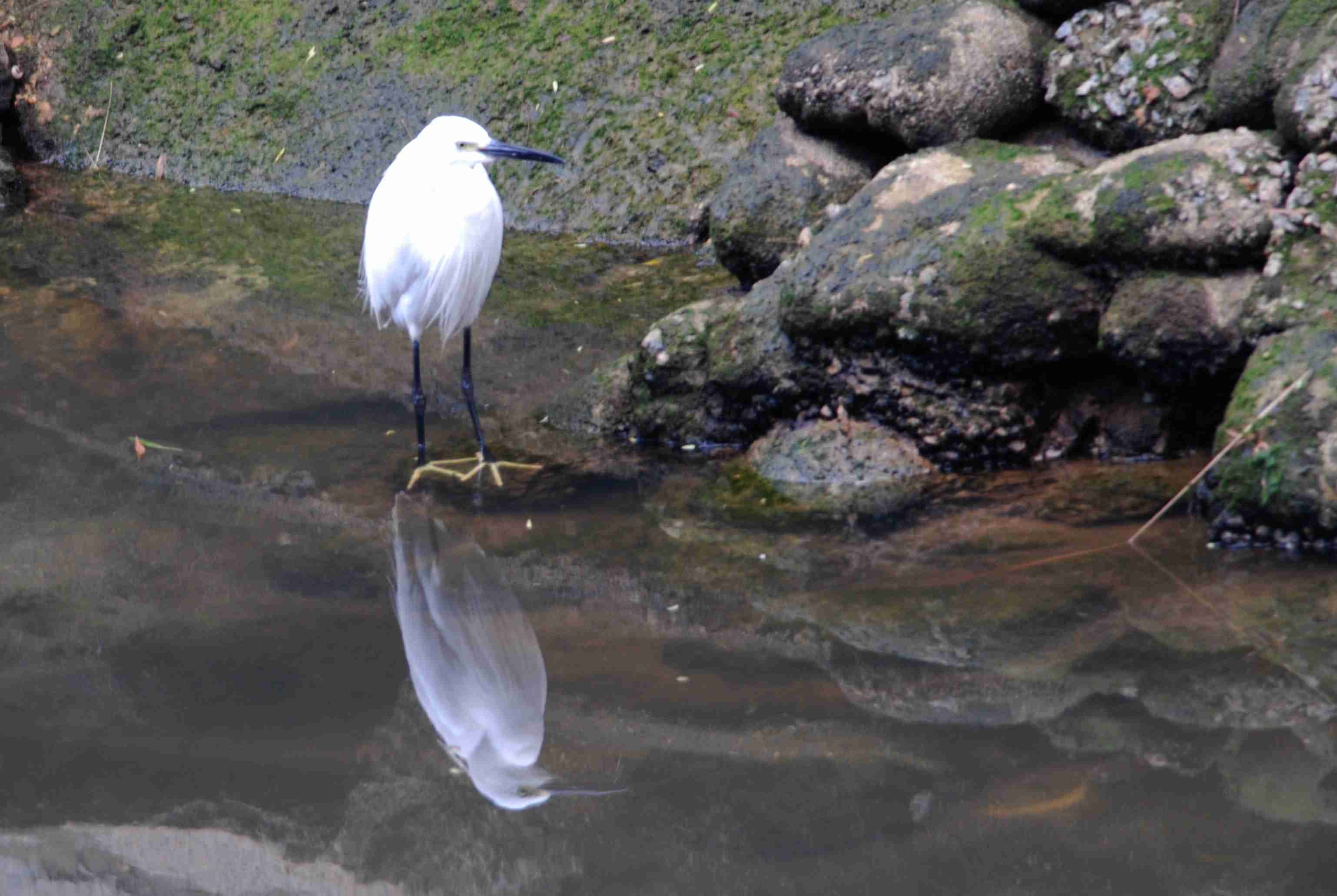 Little Egret.jpg