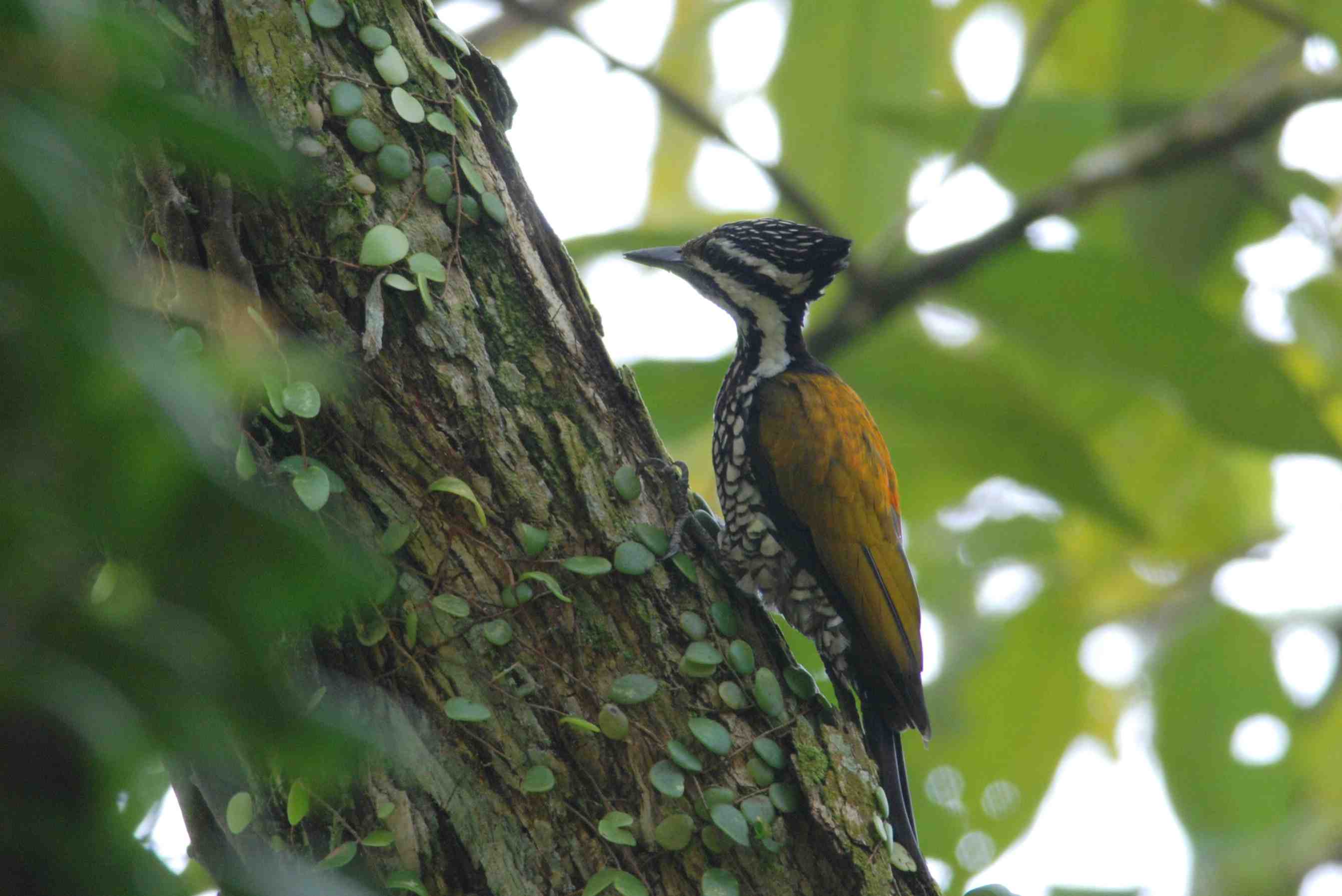 Woodpecker Common Goldenback.jpg