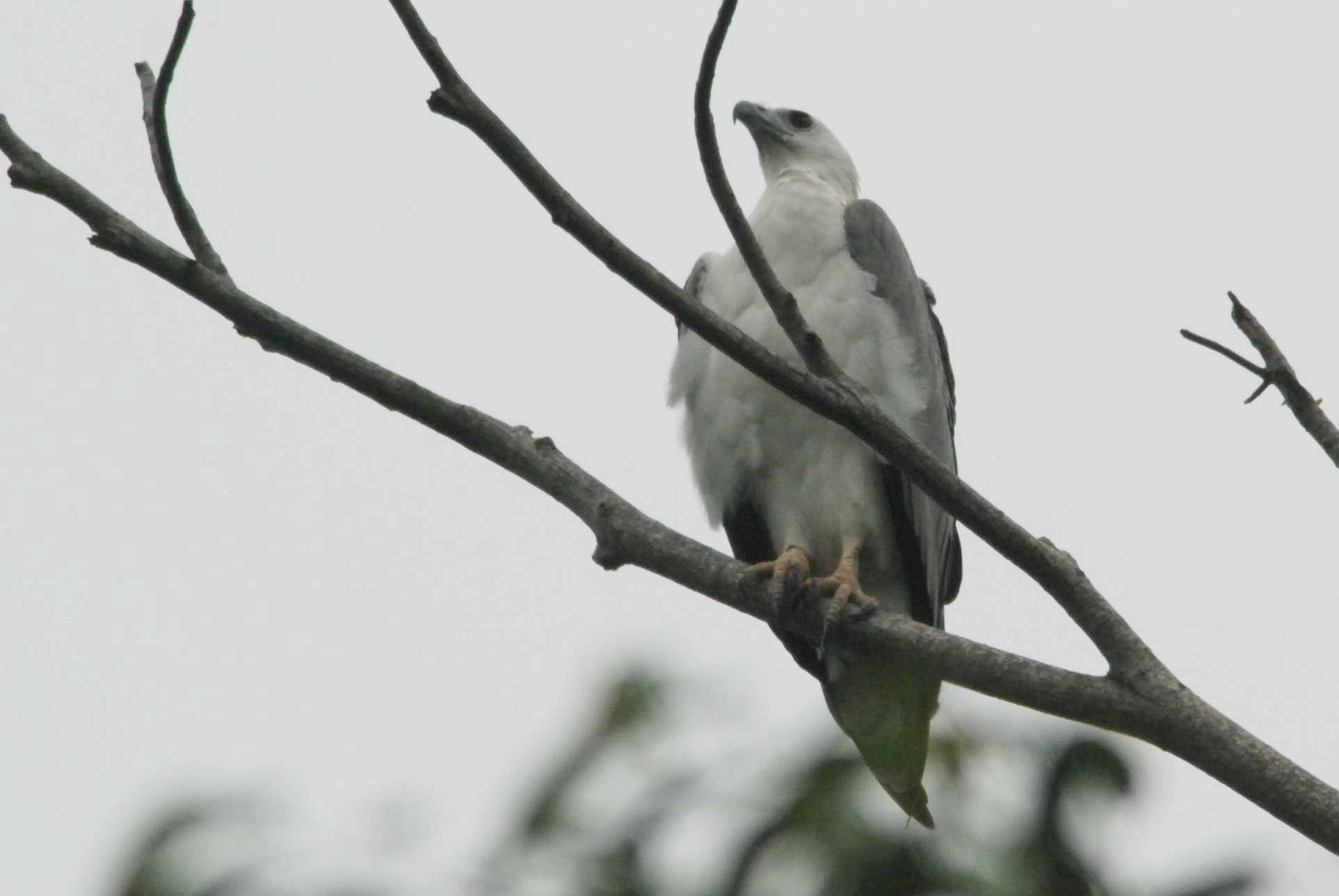 White-Bellid Sea Eagle_.jpg