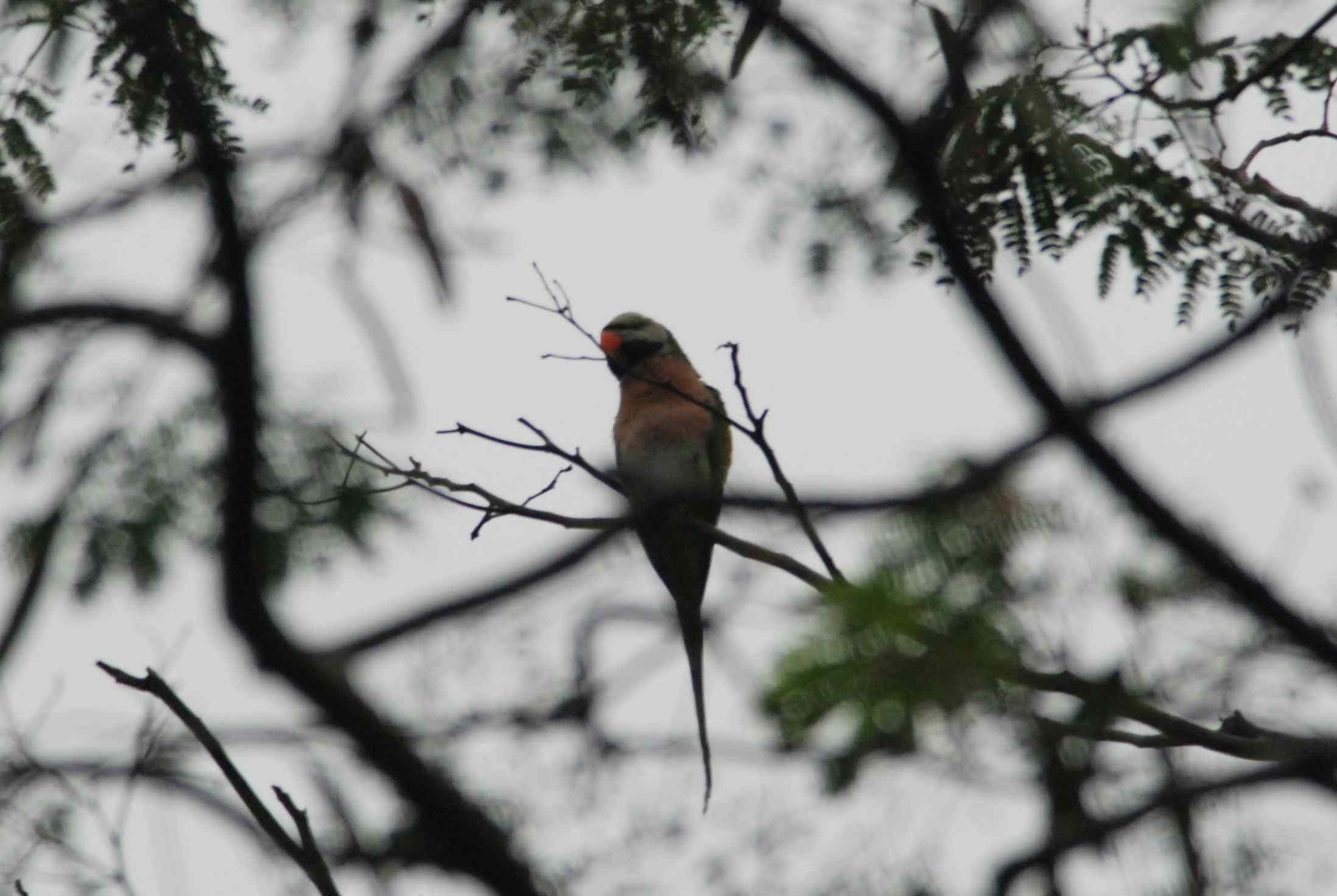 Red-Breasted Parakeet.jpg