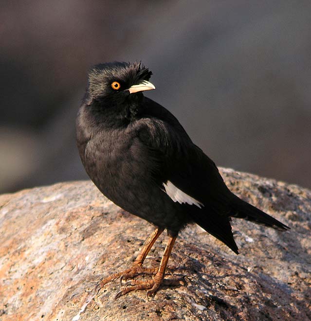 crested myna DSCN8449.jpg