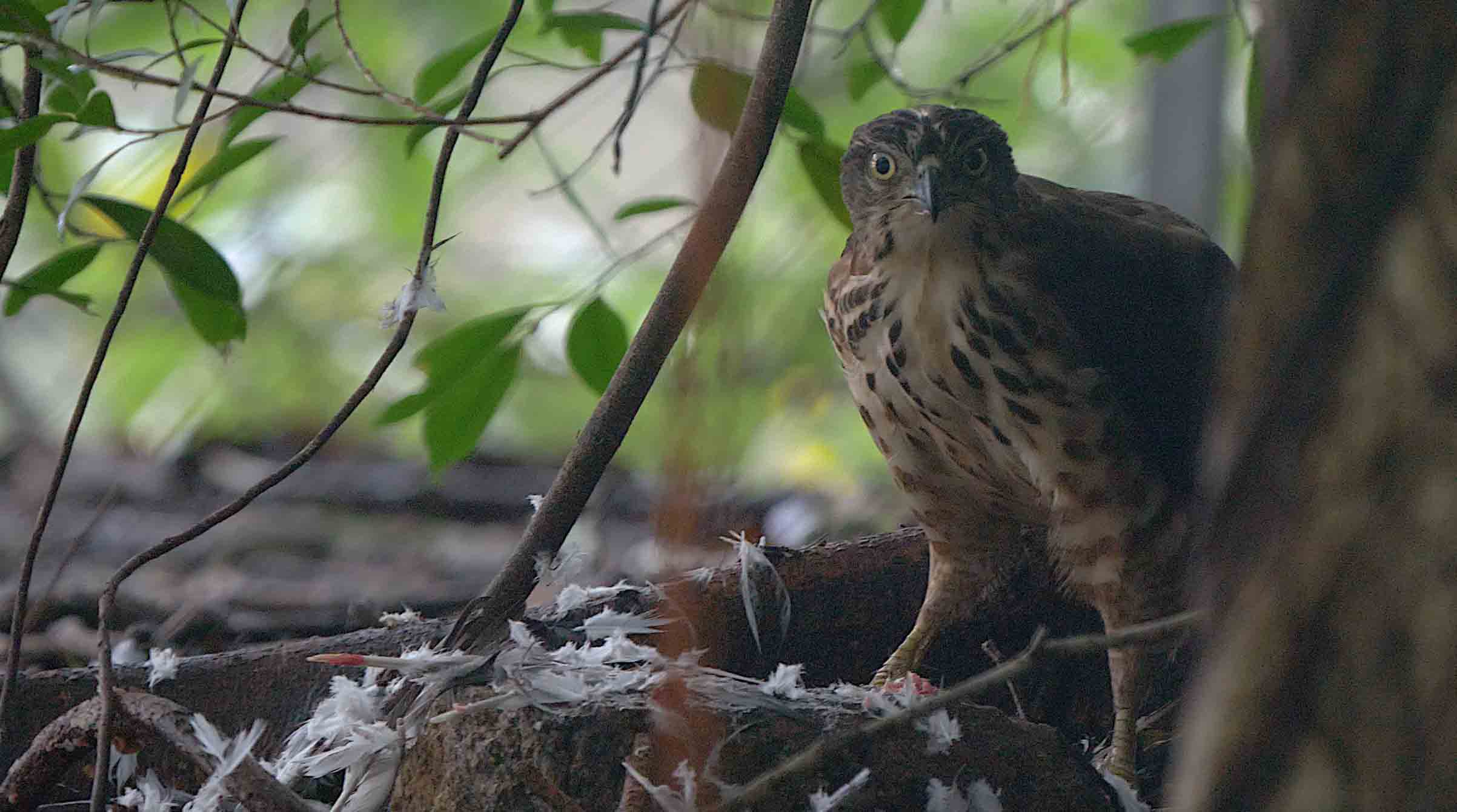 Crested Goshawk.jpg