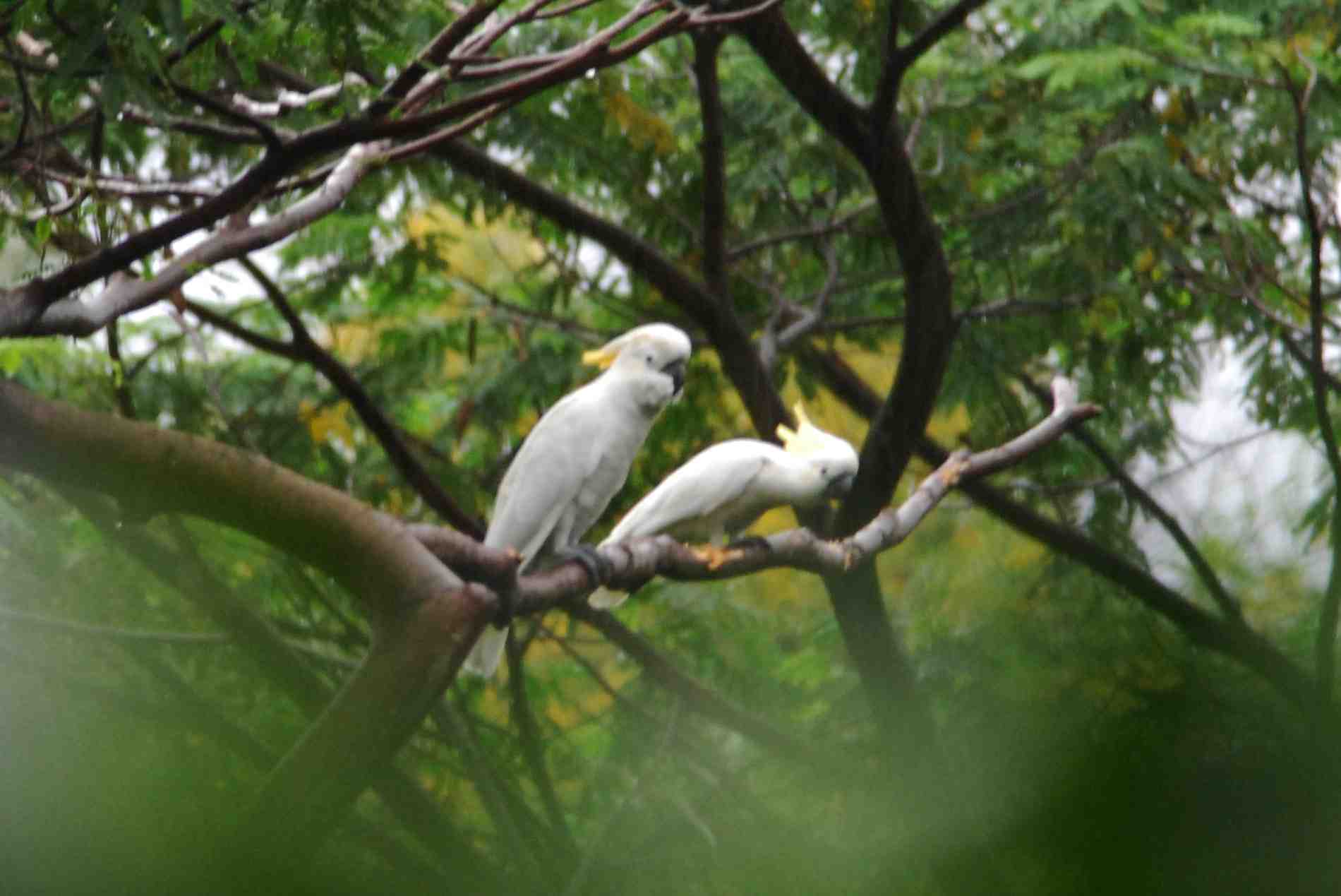 Cockatoo Yellow-Crested.jpg
