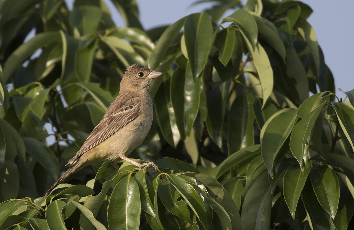 Black-headed Bunting 875A5573.jpg