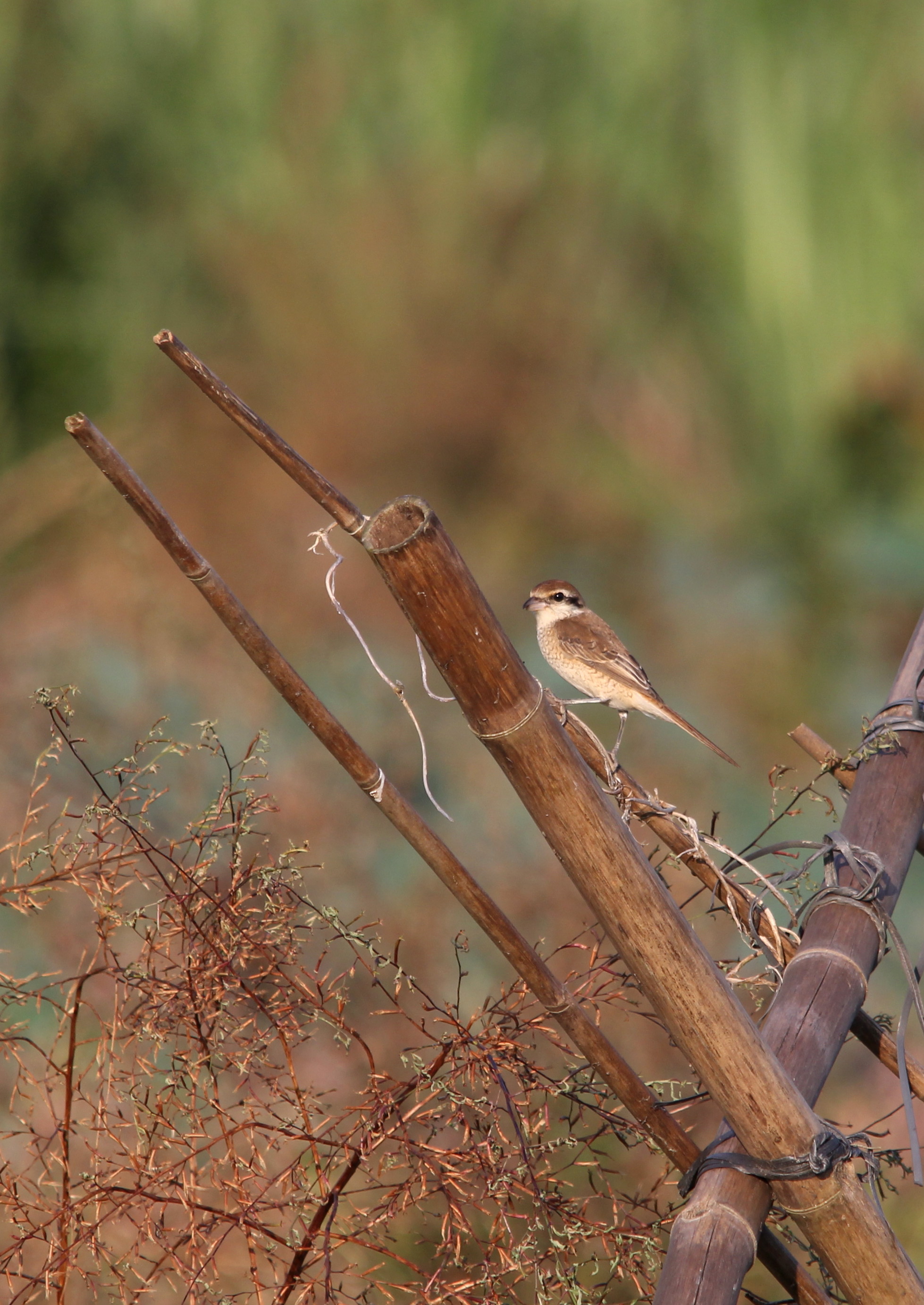 IMG_9859 Bull-heade Shrike.jpg