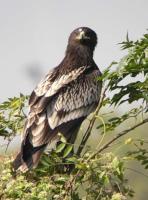 greater spotted eagle.juvDSCN9105.jpg