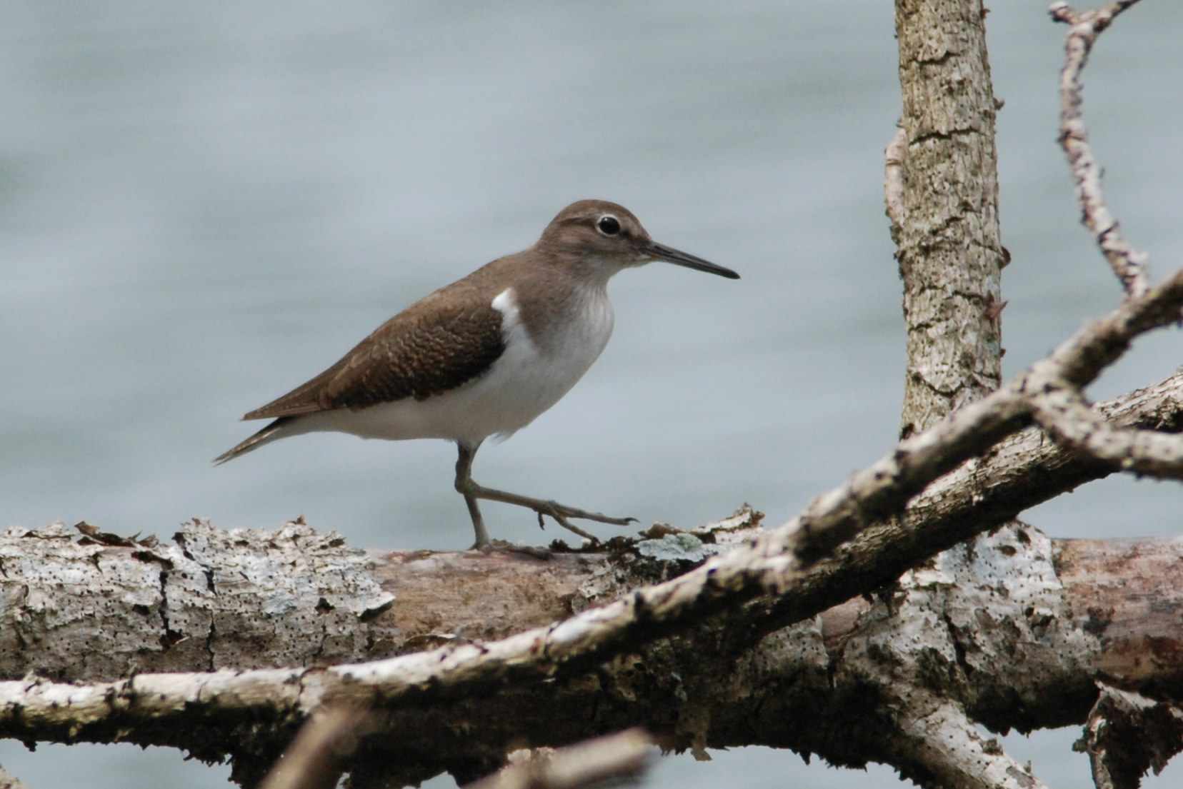 Wood Sandpiper.jpg