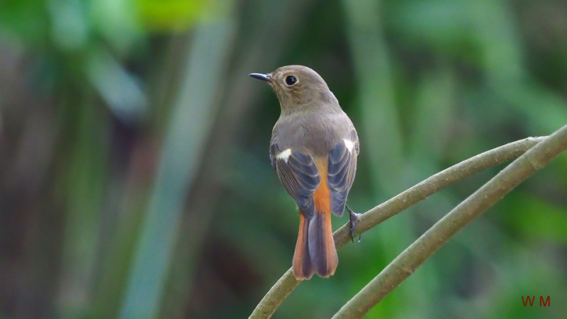 DaurianRedstart1.jpg